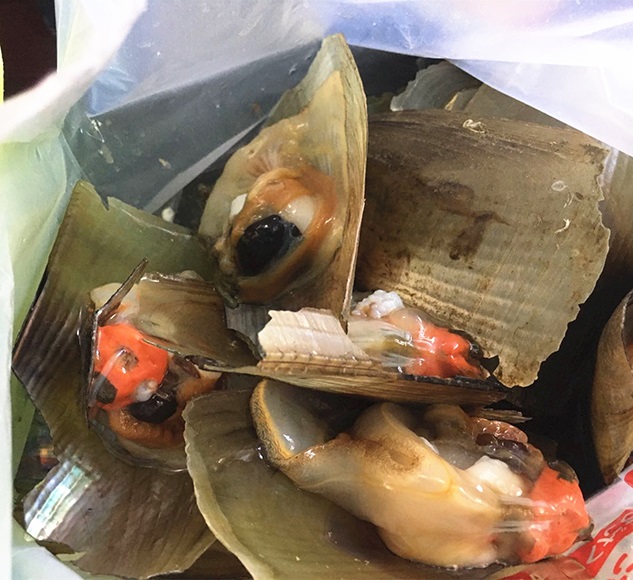 肥美海带子.jpg 肥美海带子.jpg