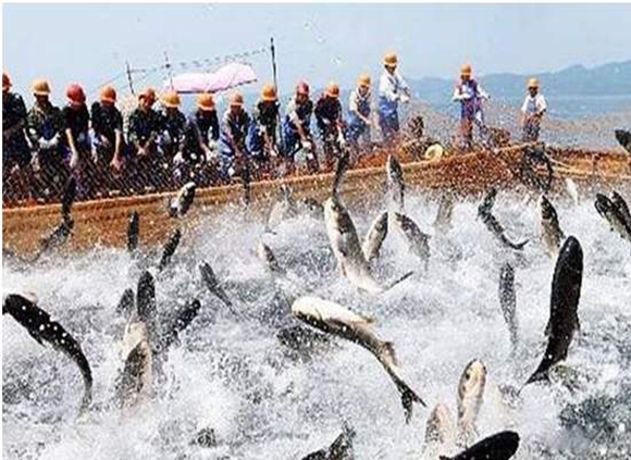 鱼肉.jpg 鱼肉.jpg